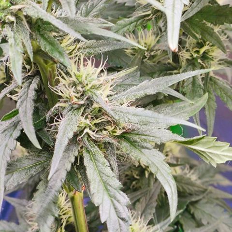 Green Crack CBD growlog timeline photo