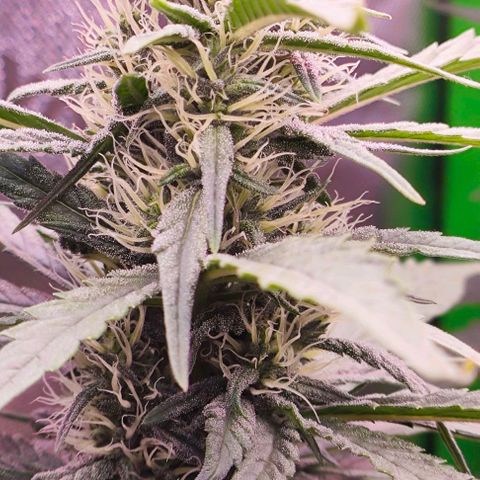 Green Crack CBD growlog timeline photo