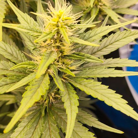 Green Crack CBD growlog timeline photo
