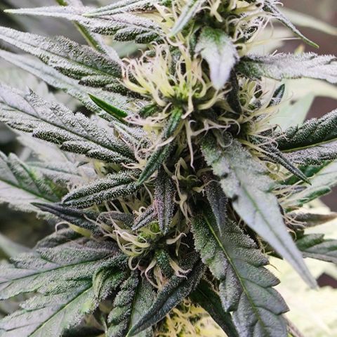 Green Crack CBD growlog timeline photo