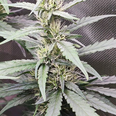 Green Crack CBD growlog timeline photo