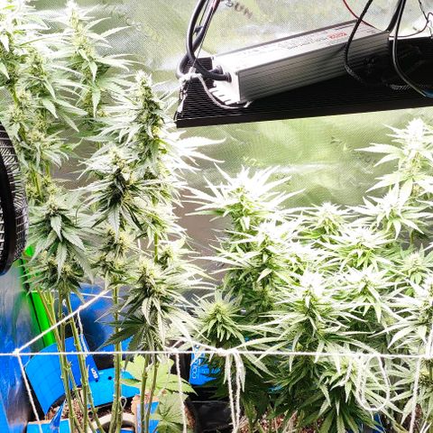 Green Crack CBD growlog timeline photo