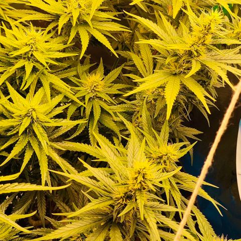 Green Crack CBD growlog timeline photo
