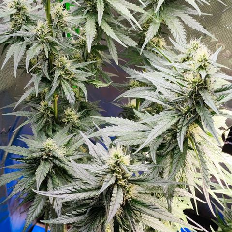 Green Crack CBD growlog timeline photo