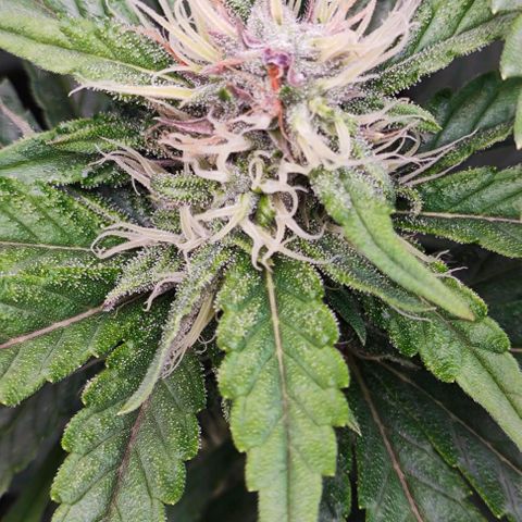 Green Crack CBD growlog timeline photo