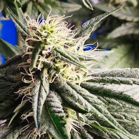 Green Crack CBD growlog timeline photo