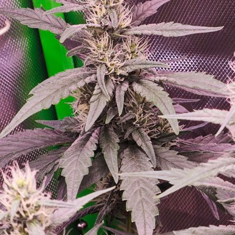 Green Crack CBD growlog timeline photo
