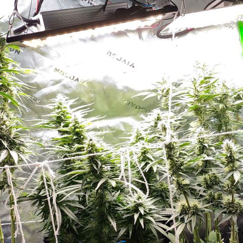 Green Crack CBD growlog timeline photo