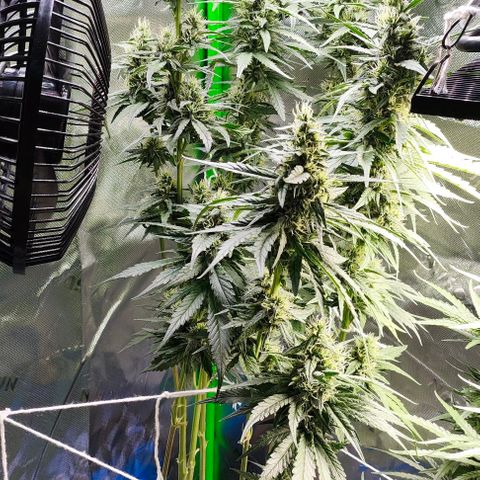 Green Crack CBD growlog timeline photo