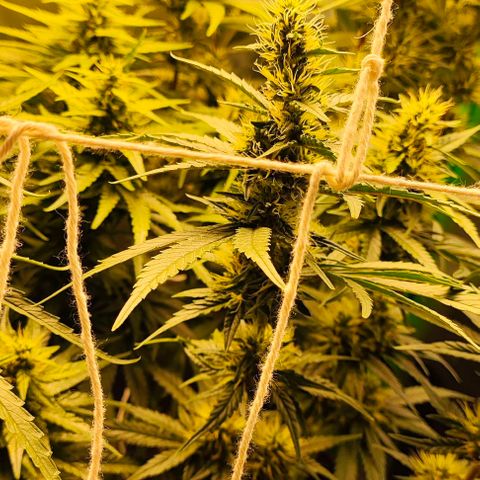 Green Crack CBD growlog timeline photo