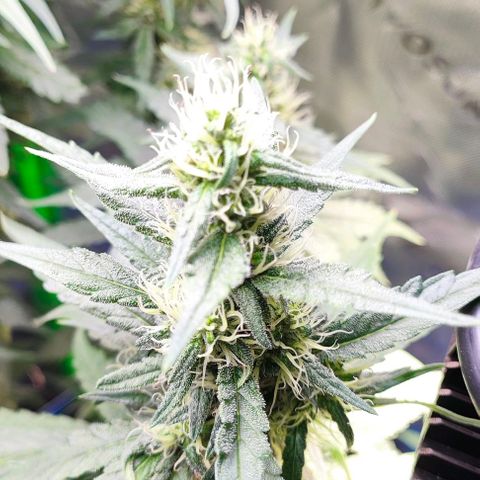 Green Crack CBD growlog timeline photo