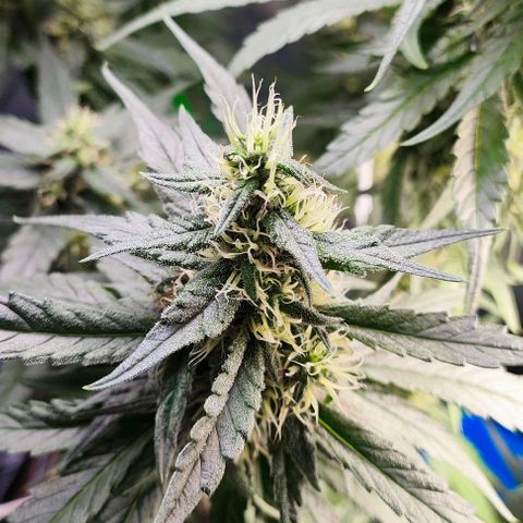 Green Crack CBD growlog timeline photo