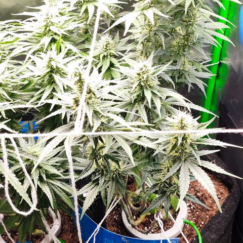 Green Crack CBD growlog timeline photo