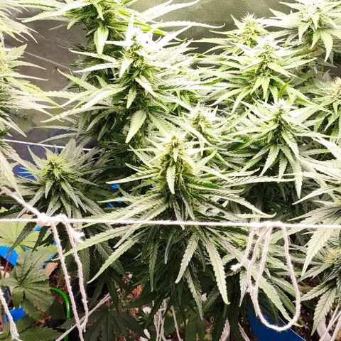 Green Crack CBD growlog timeline photo