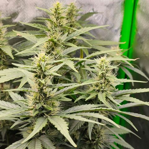 Green Crack CBD growlog timeline photo