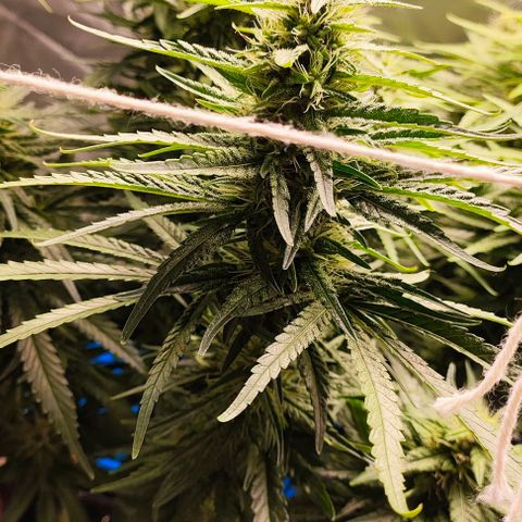 Green Crack CBD growlog timeline photo