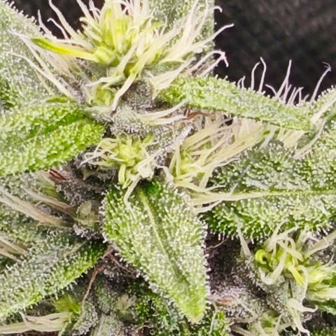 Green Crack CBD growlog timeline photo