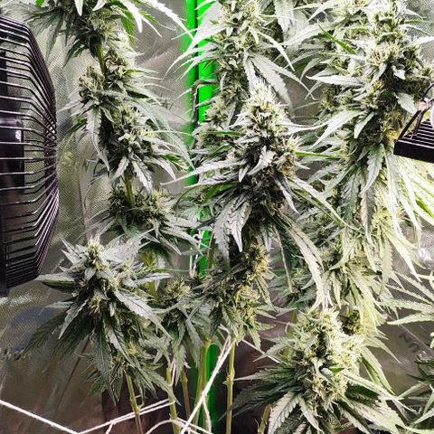 Green Crack CBD growlog timeline photo