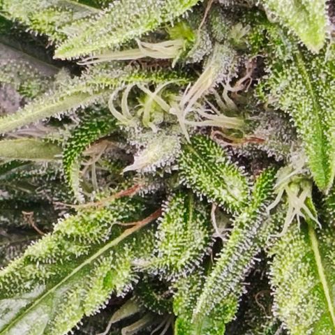 Green Crack CBD growlog timeline photo