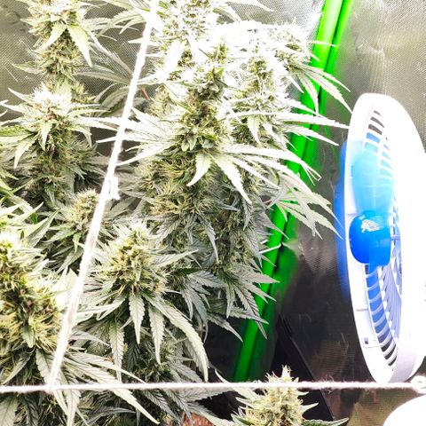 Green Crack CBD growlog timeline photo