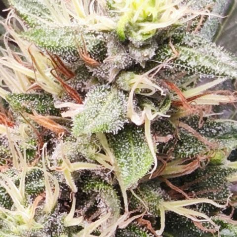 Green Crack CBD growlog timeline photo
