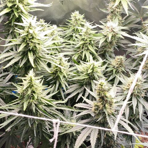 Green Crack CBD growlog timeline photo