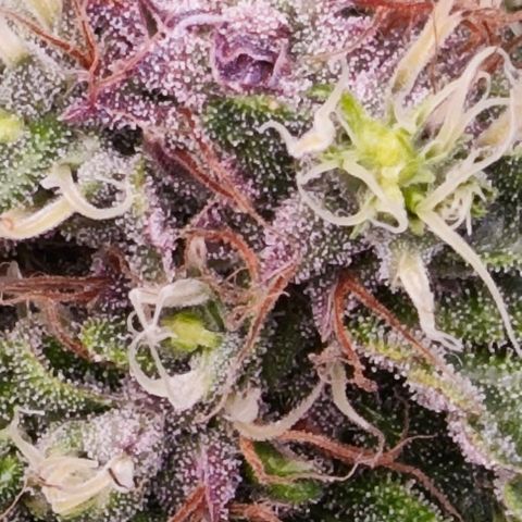 Green Crack CBD growlog timeline photo