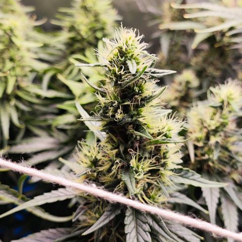 Green Crack CBD growlog timeline photo