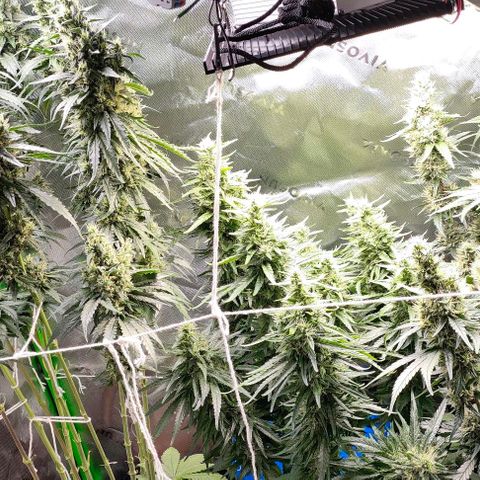 Green Crack CBD growlog timeline photo