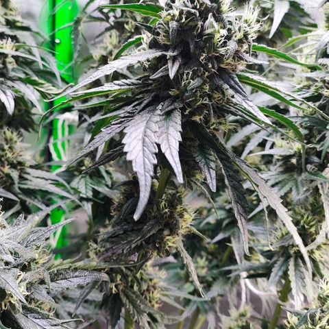 Green Crack CBD growlog timeline photo