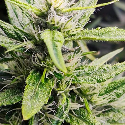 Green Crack CBD growlog timeline photo