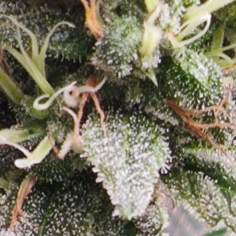 Green Crack CBD growlog timeline photo