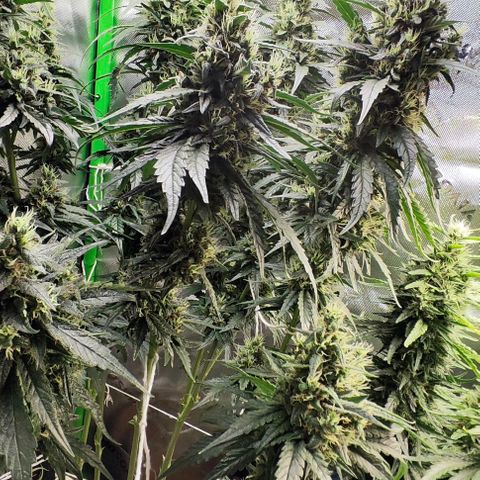 Green Crack CBD growlog timeline photo