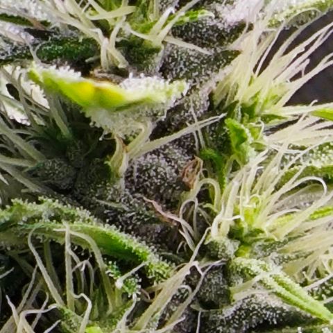 Green Crack CBD growlog timeline photo