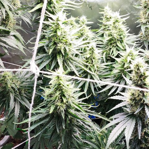 Green Crack CBD growlog timeline photo