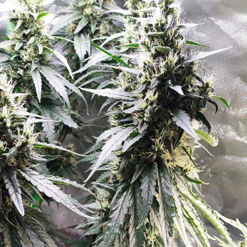 Green Crack CBD growlog timeline photo