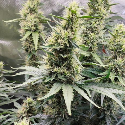 Green Crack CBD growlog timeline photo