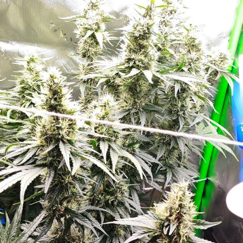 Green Crack CBD growlog timeline photo