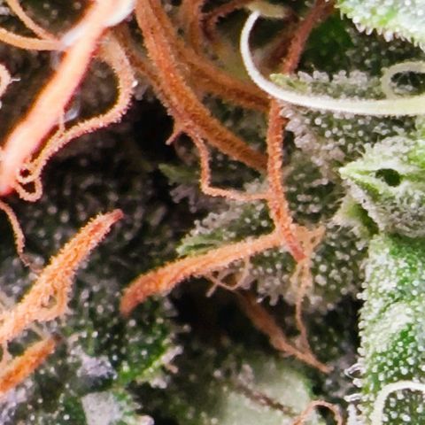 Green Crack CBD growlog timeline photo