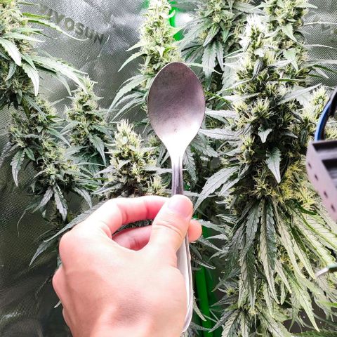 Green Crack CBD growlog timeline photo