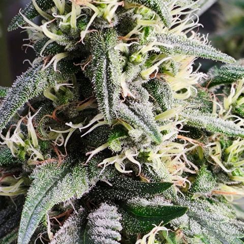 Green Crack CBD growlog timeline photo