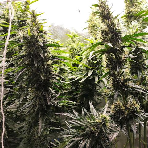Green Crack CBD growlog timeline photo