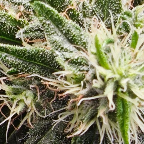 Green Crack CBD growlog timeline photo