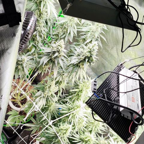 Green Crack CBD growlog timeline photo