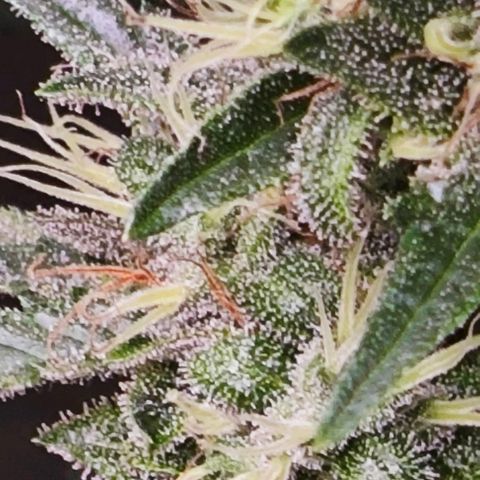 Green Crack CBD growlog timeline photo