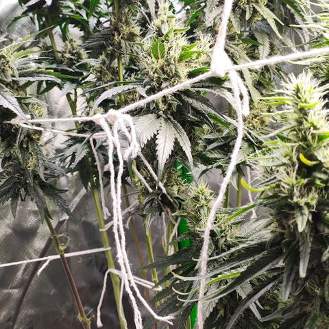 Green Crack CBD growlog timeline photo