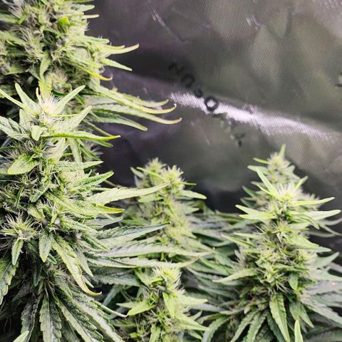 Green Crack CBD growlog timeline photo