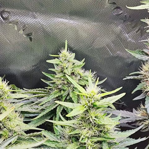 Green Crack CBD growlog timeline photo