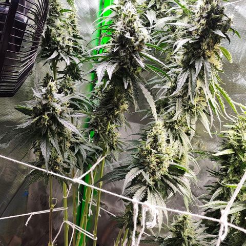 Green Crack CBD growlog timeline photo