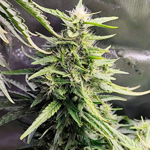 Green Crack CBD growlog timeline photo